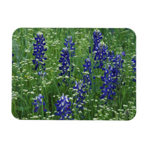 Texas, Lake Buchanan. Texas Bluebonnet and Wild Magnet