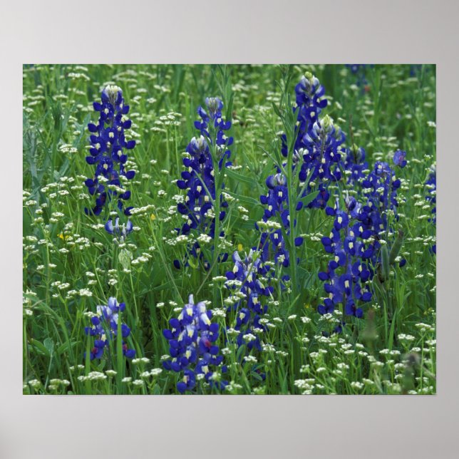 Texas, Lake Buchanan. Texas Bluebonnet and Wild Poster (Front)