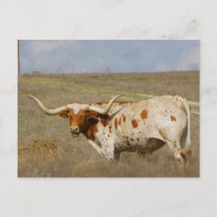 Texas Long Horn Postcard