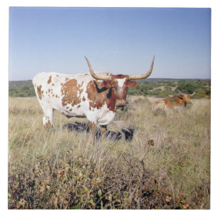 Texas Longhorn Breed (photo) Ceramic Tile