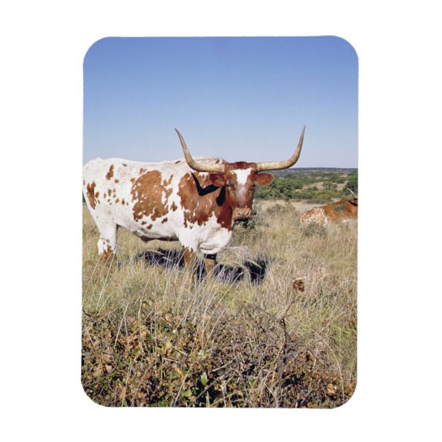 Texas Longhorn Breed (photo) Magnet (Vertical)