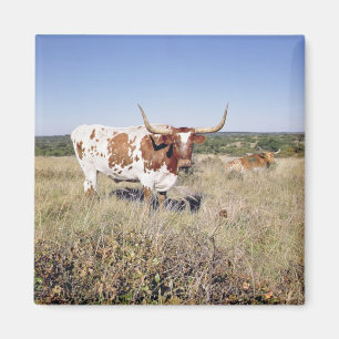 Texas Longhorn Breed (photo) Magnet
