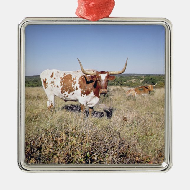 Texas Longhorn Breed (photo) Metal Ornament (Front)