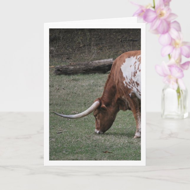 Texas Longhorn Cattle Card (Orchid)