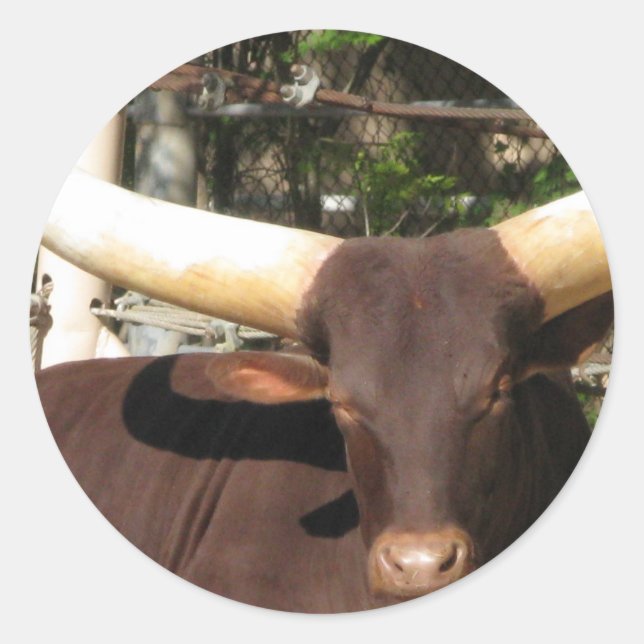 Texas Longhorn cattle Classic Round Sticker (Front)