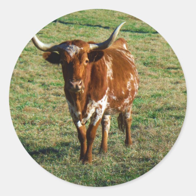 Texas Longhorn Cattle Cow  Photo Rustic Classic Round Sticker (Front)
