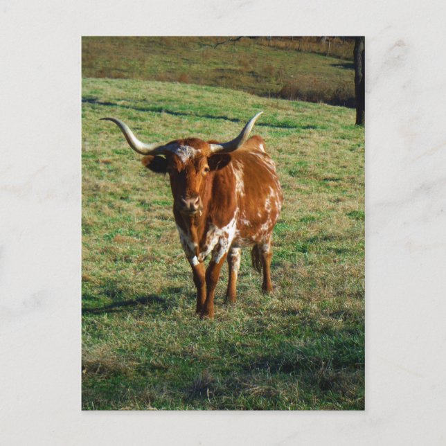 Texas Longhorn Cattle Cow  Photo Rustic Postcard (Front)