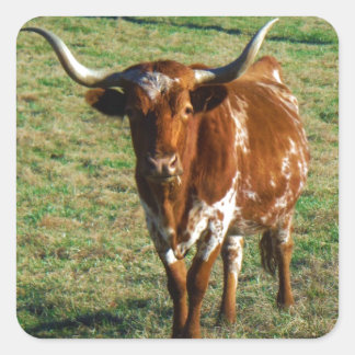 Texas Longhorn Cattle Cow Photo Rustic Square Sticker