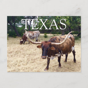 Texas Longhorn Cattle Postcard