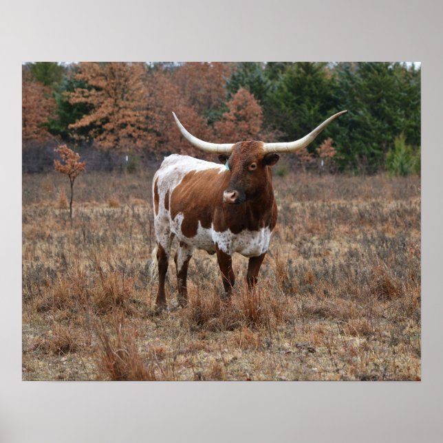 Texas Longhorn Cow in Fall Meadow Farm Style Art Poster (Front)