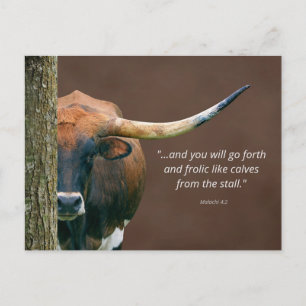 Texas Longhorn Cow Postcard - Easily Personalised