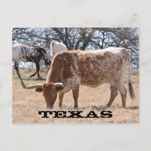 Texas Longhorn Postcard