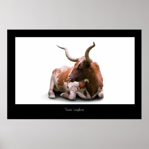 Texas Longhorn Poster Print
