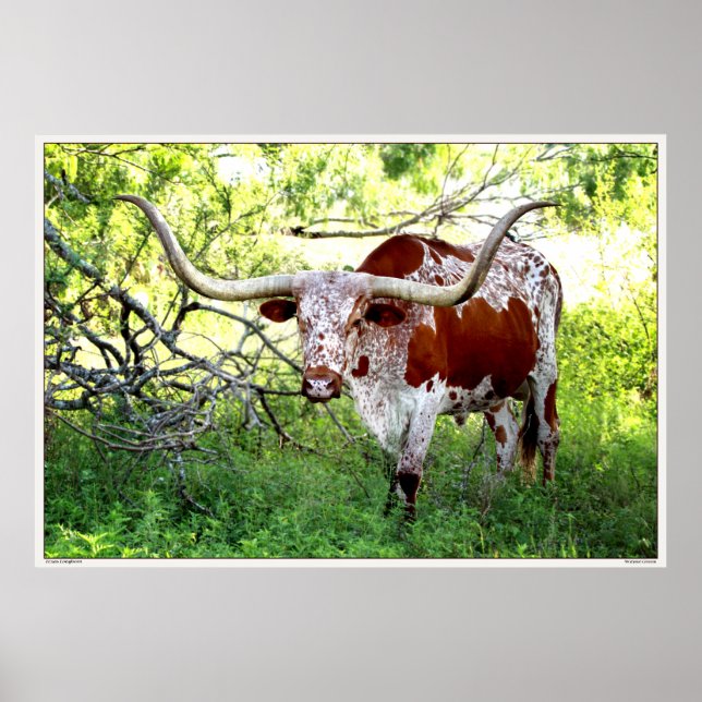 Texas Longhorn Steer Poster (Front)