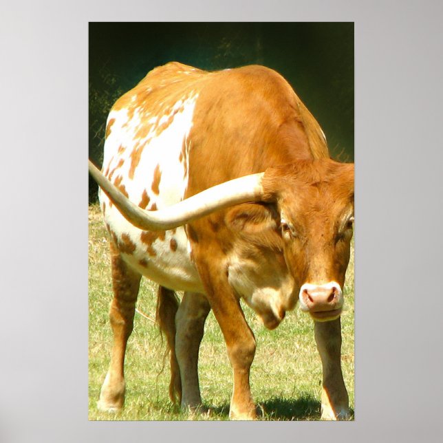 Texas Longhorn Up Close Poster (Front)