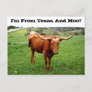 Texas Longhorn With Funny Texas Saying Postcard