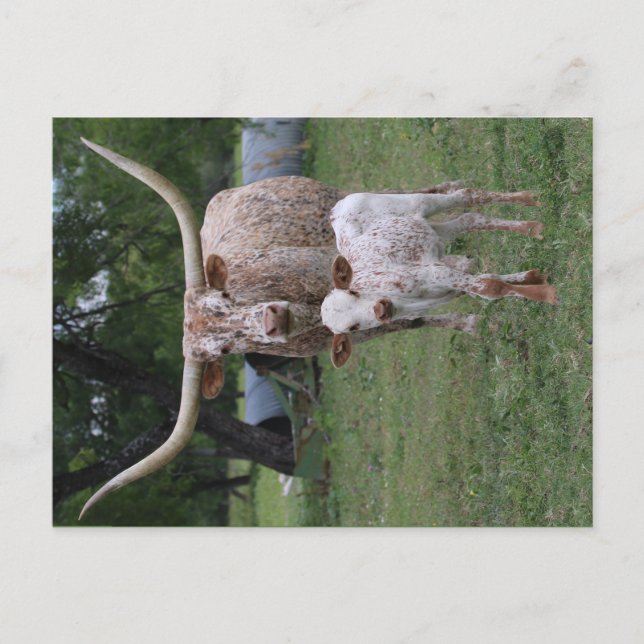 Texas Longhorns Postcard (Front)