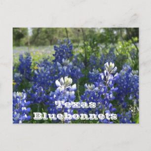 Texas postcards! postcard