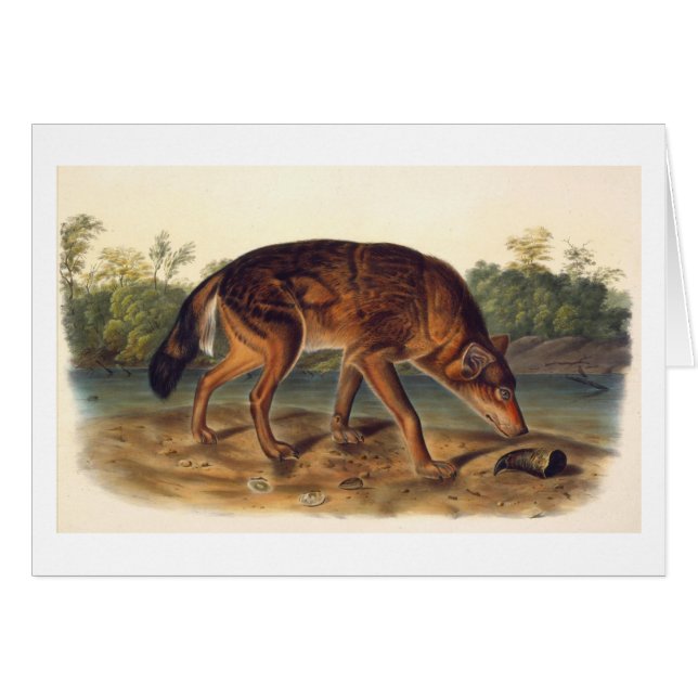 Texas Red Wolf (Front Horizontal)