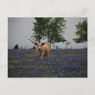 Texas Royalty Postcard