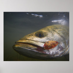 Texas Speckled Trout Poster