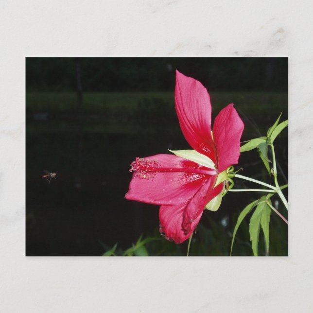 Texas Star Hibiscus Postcard (Front)