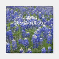 Texas State Flower Bluebonnets Magnet