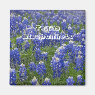 Texas State Flower Bluebonnets Magnet