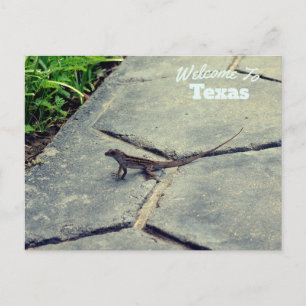 Texas State Postcard