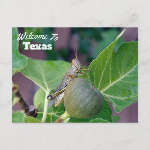 Texas State Postcard