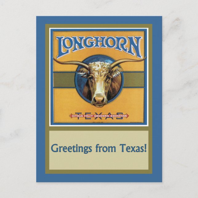 Texas Steer Longhorn Postcard (Front)