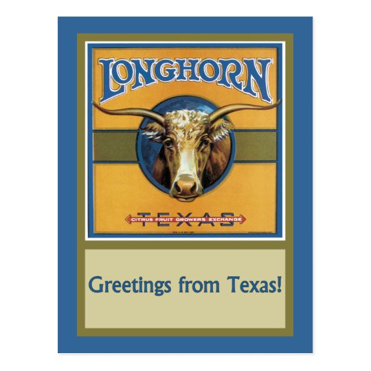 Texas Steer Longhorn Postcard