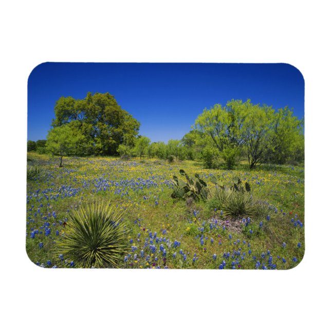 Texas, Texas Hill Country, Low bladderpod, Magnet (Horizontal)