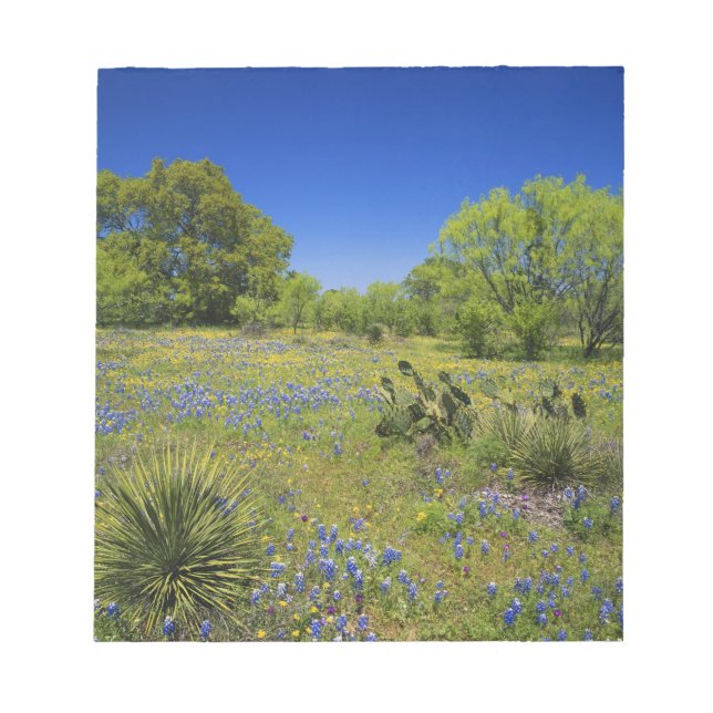 Texas, Texas Hill Country, Low bladderpod, Notepad (Front)