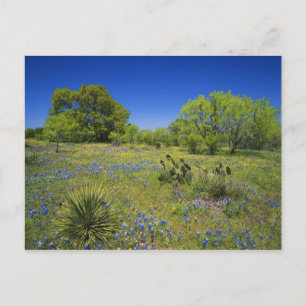 Texas, Texas Hill Country, Low bladderpod, Postcard