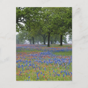Texas, Texas Hill Country, Texas Paintbrush and Postcard