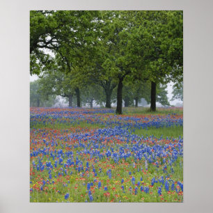 Texas, Texas Hill Country, Texas Paintbrush and Poster