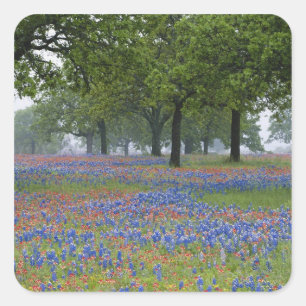 Texas, Texas Hill Country, Texas Paintbrush and Square Sticker