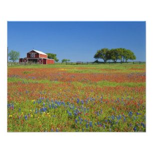 Texas, Texas Hill Country, Texas paintbrush Photo Print