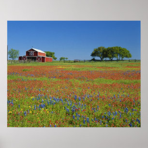 Texas, Texas Hill Country, Texas paintbrush Poster