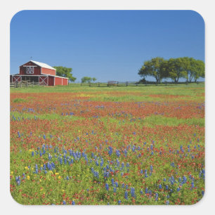 Texas, Texas Hill Country, Texas paintbrush Square Sticker