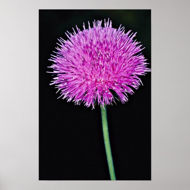 Texas thistle (Cirsium texanum)  flowers Poster (Front)