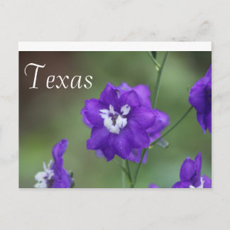 Texas Wildflower Postcard-Purple Wildflower Postcard