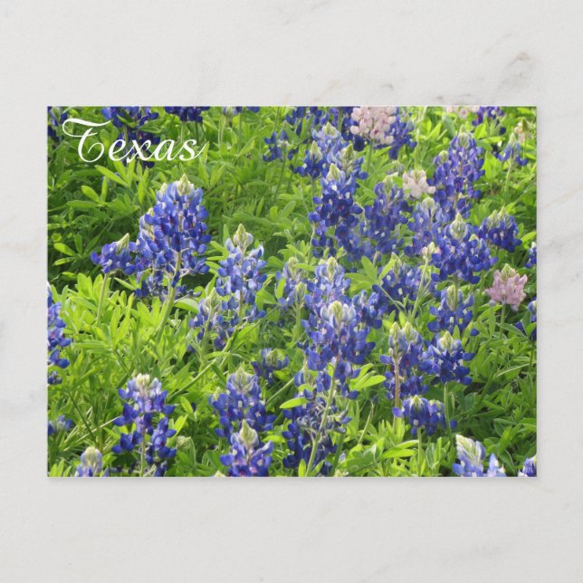 Texas Wildflower Postcard-Texas Bluebonnets Postcard (Front)