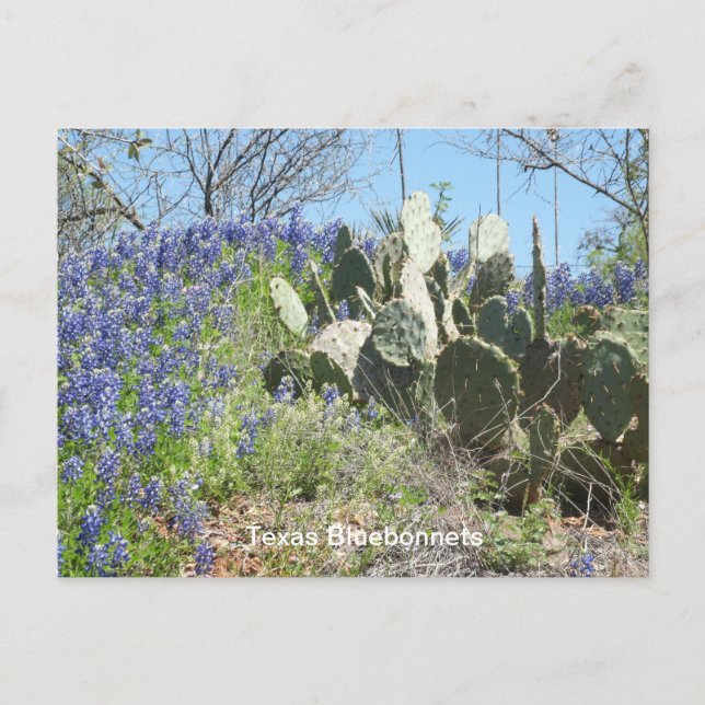 Texas Wildflowers & Cactus Postcard |Souvenir (Front)