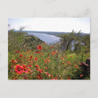 Texas Wildflowers - Indian Blanket Postcard