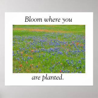 Texas Wildflowers Poster