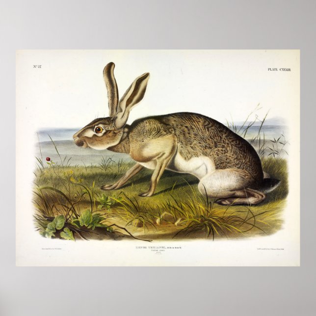 Texian Hare, Black-tailed Jack Rabbit by Audubon Poster (Front)