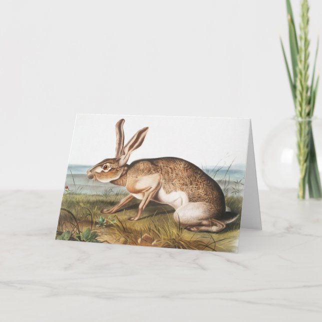 Texian Hare (Lepus Texianus) Rabbit Illustration Card (Front)