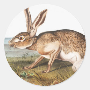 Texian Hare (Lepus Texianus) Rabbit Illustration Classic Round Sticker